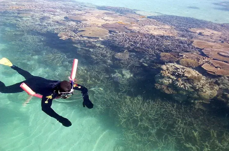 reef-comber1